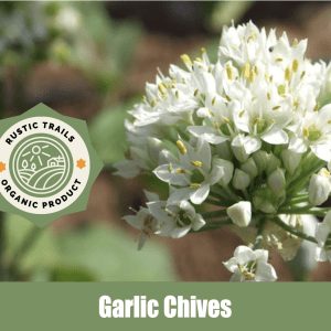 Garlic Chives, Allium tuberosum seeds